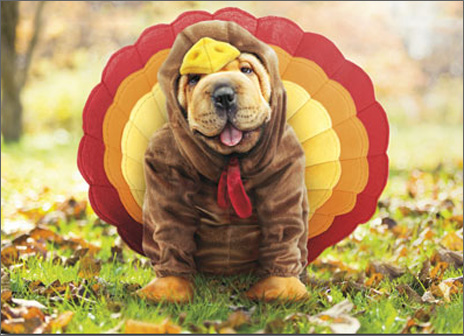 Life Hacks | Thanksgiving and Your Dog