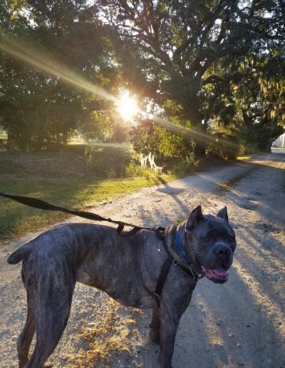 Pet Sitting on Daniel Island