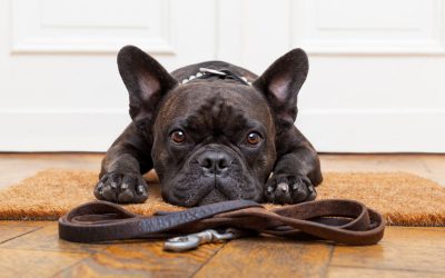 8 Reasons Pet Sitters are Better Than Kennels