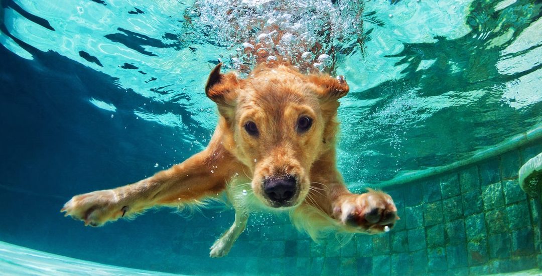 Tips For Keeping Your Dog Cool This Summer